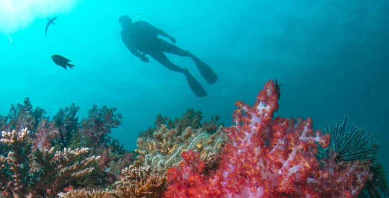 Tanjong Jara Resort, Terengganu - A Small Luxury Hotels Of The World Dungun Eksteriør bilde Scuba diving in the Red Sea